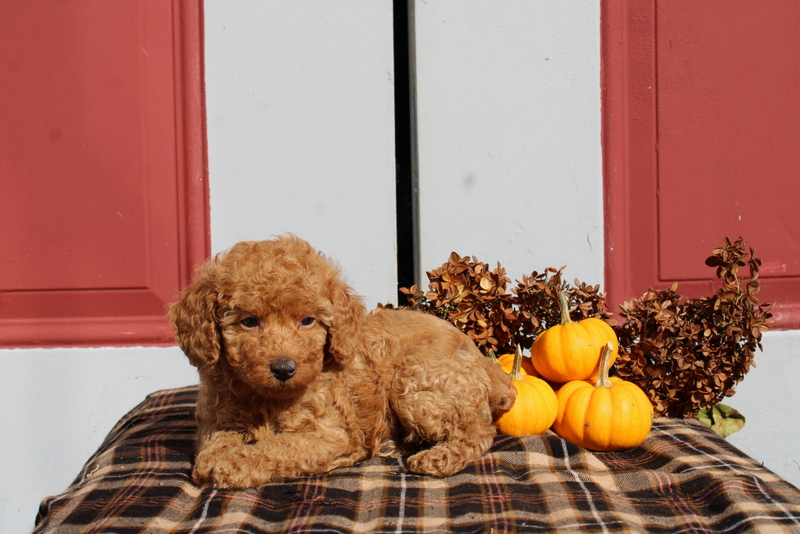 puppy, for, sale, Mini Poodle, Matthew B. Stoltzfus, dog, breeder, Gap, PA, dog-breeder, puppy-for-sale, forsale, nearby, find, puppyfind, locator, puppylocator, aca